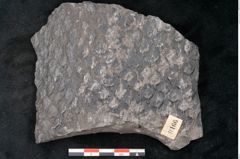 Foto (Detailansicht) von Lepidodendron sp.  (NHMW-GEO-2024-0188-11166)